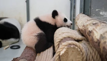 &laquo;Побег обратно&raquo;: Московский зоопарк показал не желающую оставаться в вольере Катюшу