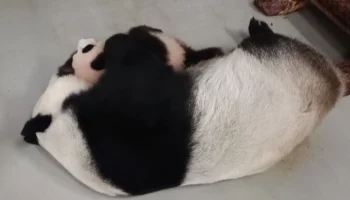 &laquo;Ответственная мама&raquo;: Московский зоопарк показал вечерние игры Диндин и Катюши