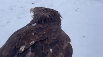 «Орлан-белохвост поздравляет»: Московский зоопарк напомнил о Дне орнитологов «Орлан-белохвост поздравляет»: Московский зоопарк напомнил о Дне орнитологов