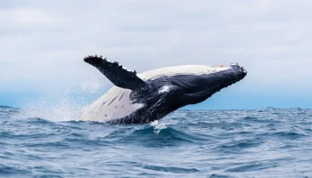 Лодка врезалась в кита у побережья штата Нью-Джерси в США