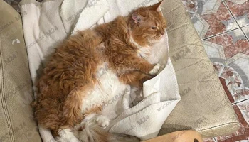 Полиция проверит жителя Подмосковья, который пытался выкинуть кота из окна