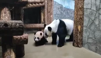 &laquo;Бывает и спит&raquo;: Московский зоопарк объяснил поведение Катюши при первом показе