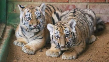 Имена для амурских тигрят выберут голосованием в &laquo;Активном гражданине&raquo;