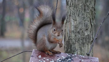 Животные в подмосковных лесах начали &laquo;переодеваться&raquo; к лету