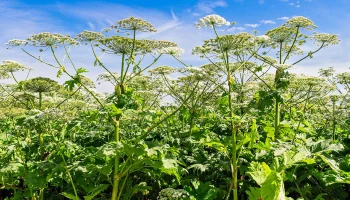 Дачников предупредили о штрафах за борщевик за забором
