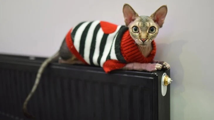 В Москве увеличили подачу тепла в дома из-за похолодания В Москве увеличили подачу тепла в дома из-за похолодания