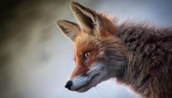 Лисы, совы, ласки: каких диких животных можно увидеть в столице