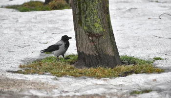 Синоптик Леус заявил, что снег в Москве растает только к середине апреля