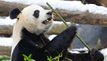 Международный день панды отметят в Московском зоопарке 15 марта