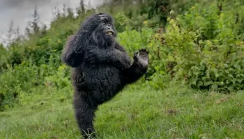 Выбрана самая смешная фотография дикой природы 2025 года