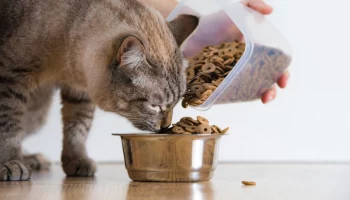 Россельхознадзор запретил поставки кормов с итальянского предприятия Hill's в РФ