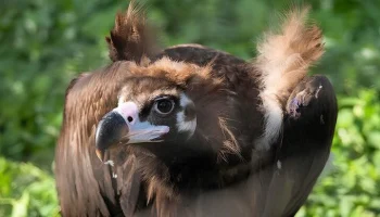 Собянин: за год в Московском зоопарке появились животные еще 63 видов