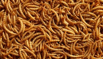 Таможенники в Китае остановили женщину с живыми червями в штанах