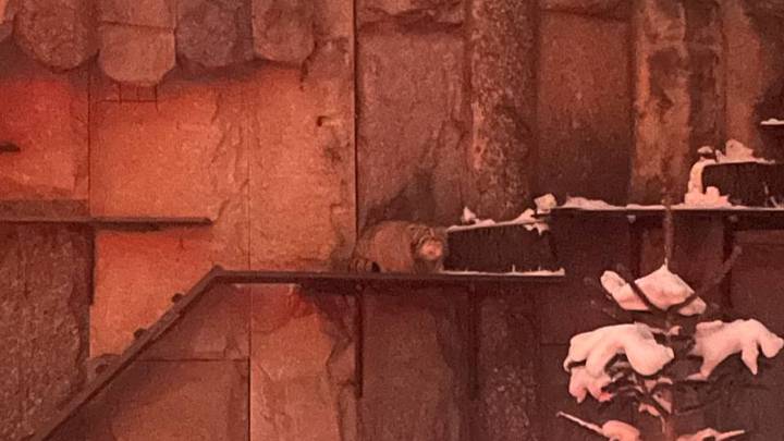 «Вышел посмотреть»: манул Тимоша решил взглянуть на китайские фонарики