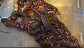 Трое детенышей краснокнижного безухого варана родились в Московском зоопарке