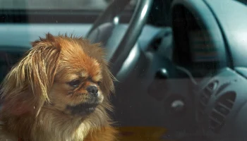 Владельцы авто под угрозой: мошенники придумали новую схему с полисами ОСАГО