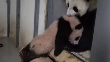 &laquo;Не пойду!&raquo;: Московский зоопарк показал бунтующую малышку-панду Катюшу