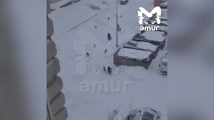 Возбуждено дело после нападения бездомных собак на мужчину в Хабаровском крае Возбуждено дело после нападения бездомных собак на мужчину в Хабаровском крае