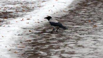 Синоптики рассказали, когда в Москву придет оттепель