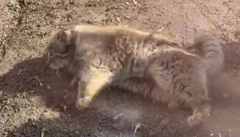 Манула Тимофея кверху пузом на весеннем солнце показали в Московском зоопарке