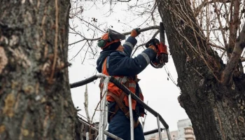 В Москве приступили к омолаживающей и формовочной обрезке деревьев
