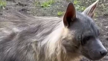 &laquo;Занятие медитативное&raquo;: в Московском зоопарке показали кормление гиены мясом