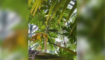 Папайя начала плодоносить в "Аптекарском огороде"