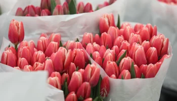 Центры московского долголетия подготовили праздничную программу к 8 Марта