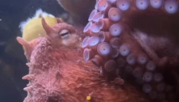 &laquo;Новый обитатель задремал&raquo;: уснувшего осьминога показали в Московском зоопарке