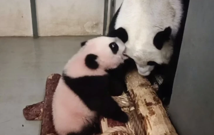 &laquo;Поиграем в &laquo;Царь горы&raquo;?&raquo;: Московский зоопарк показал, как играет панда Катюша