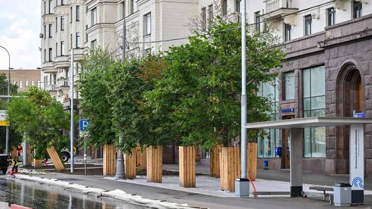 Собянин рассказал, как в Москве выбирают деревья для озеленения города