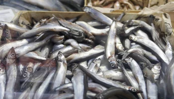 На рыбных рынках &laquo;Москва &mdash; на волне&raquo; начался сезон корюшки