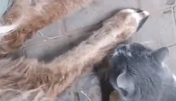 &laquo;Пришла потереться&raquo;: Московский зоопарк показал тактильность кошки по имени Муха