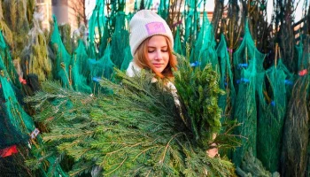 Более 250 елочных базаров открылось в Москве