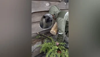 Обитателям Московского зоопарка раздали сломанные после непогоды ветки