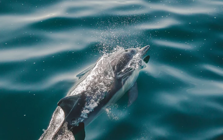 Shot: Мертвых краснокнижных дельфинов выбросило на берег Новороссийска Shot: Мертвых краснокнижных дельфинов выбросило на берег Новороссийска