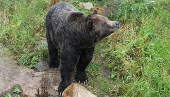 People: два медведя в Японии напали на бегуна и сломали ему кости