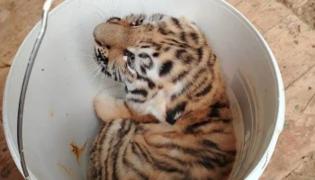 Жители столицы выбрали имена для амурских тигрят в &laquo;Активном гражданине&raquo;