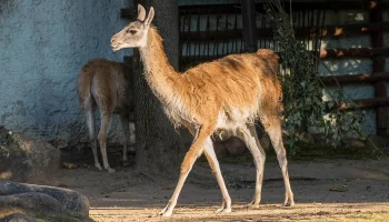 Самка гуанако поселилась в Московском зоопарке