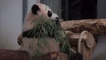 &laquo;Спинку держит прямо&raquo;: Московский зоопарк показал новые навыки панды Катюши