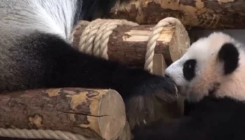 &laquo;Это мое место&raquo;: Московский зоопарк показал борьбу панды Катюши со своей мамой