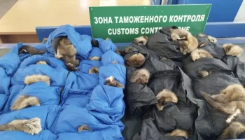 Таможенники нашли пушнину на 7 млн рублей в посылках из Москвы в Китай