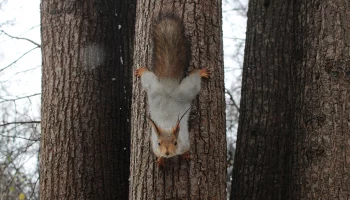 Самой смешной фотографией 2024 года стал снимок застрявшей в дупле белки