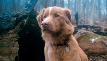 Пес Инди из "Глазами пса" призвал "Оскар" рассматривать кандидатуры животных-актеров