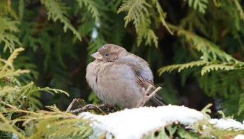 Москвичам рассказали, в каких парках можно понаблюдать за птицами