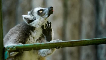 &laquo;Небольшой зверек&raquo;: Московский зоопарк показал кошачьего лемура