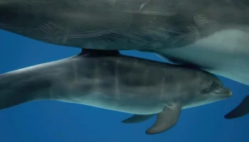 Москвичи выбрали имя для дельфиненка из &laquo;Москвариума&raquo;