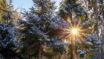 Москвичей приглашают на прогулки по природным территориям города