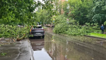 Свыше 700 деревьев упали в Москве во время непогоды