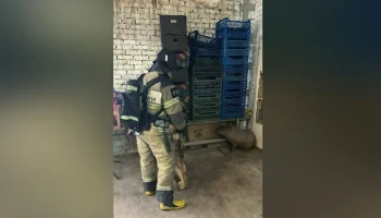 Капибары спасены из загоревшегося вольера в ростовском зоопарке